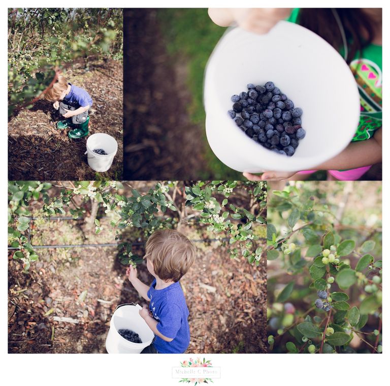 Southern Hills Blueberry Farm | Orlando Family Photographer | MCP 201608