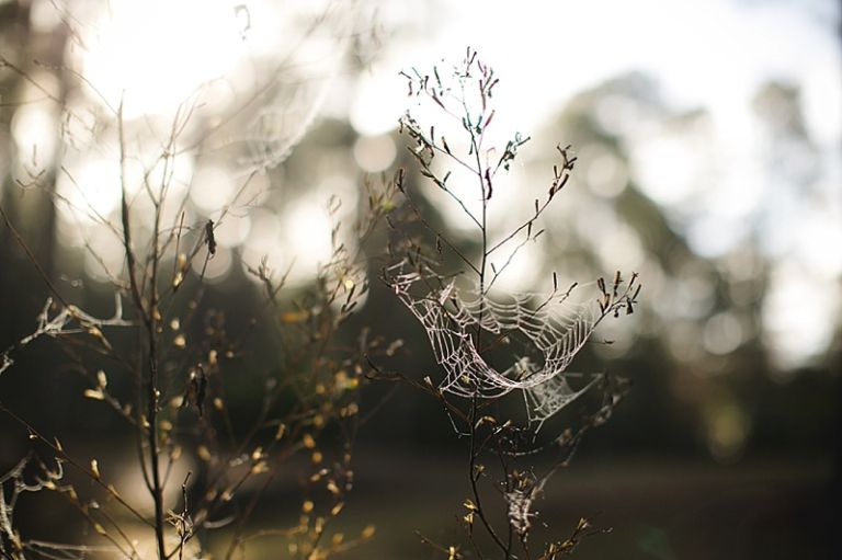 Orlando Maternity Photographer | MCP 201710